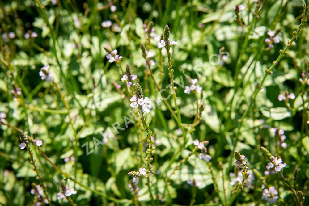 Sporýš lékařský - Verbena officinalis