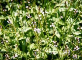Sporýš lékařský - Verbena officinalis
