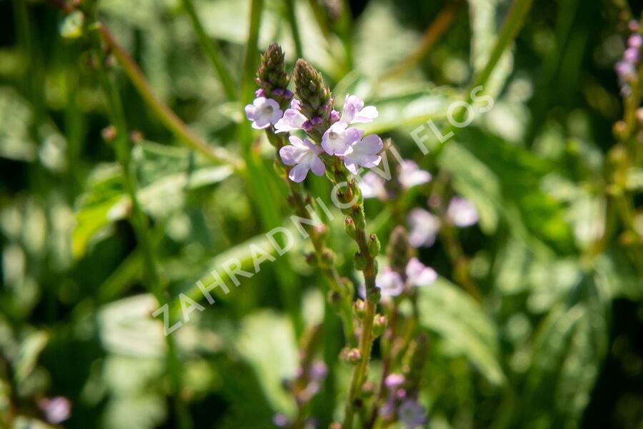 Verbena, sporýš lékařský - Verbena officinalis