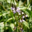 Verbena, sporýš lékařský - Verbena officinalis