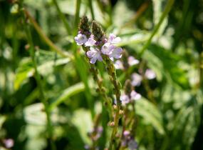Sporýš lékařský - Verbena officinalis