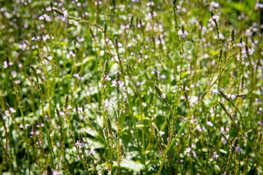 Verbena, sporýš lékařský - Verbena officinalis