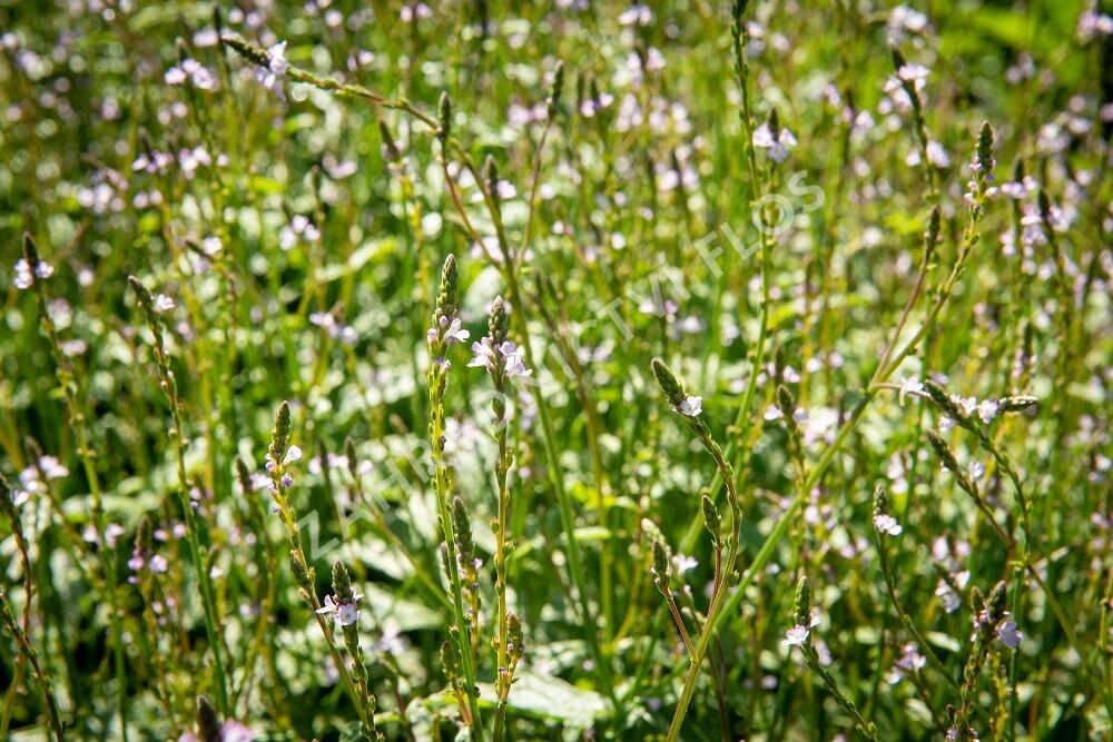 Sporýš lékařský - Verbena officinalis