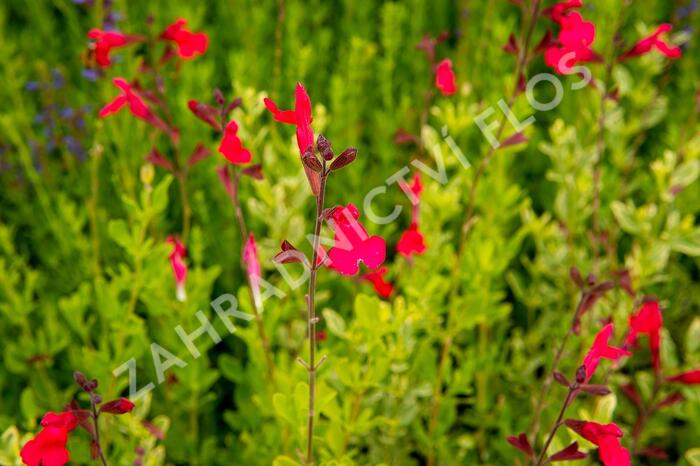 Šalvěj broskvová 'Peach' - Salvia greggii 'Peach'