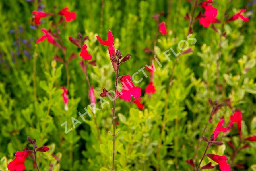 Šalvěj broskvová 'Peach' - Salvia greggii 'Peach'