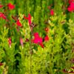 Šalvěj broskvová 'Peach' - Salvia greggii 'Peach'