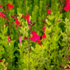 Šalvěj broskvová 'Peach' - Salvia greggii 'Peach'