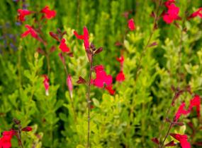 Šalvěj Greggova 'Peach' - Salvia greggii 'Peach'