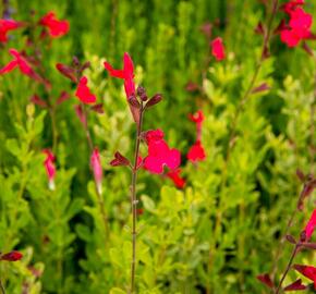 Šalvěj broskvová 'Peach' - Salvia greggii 'Peach'