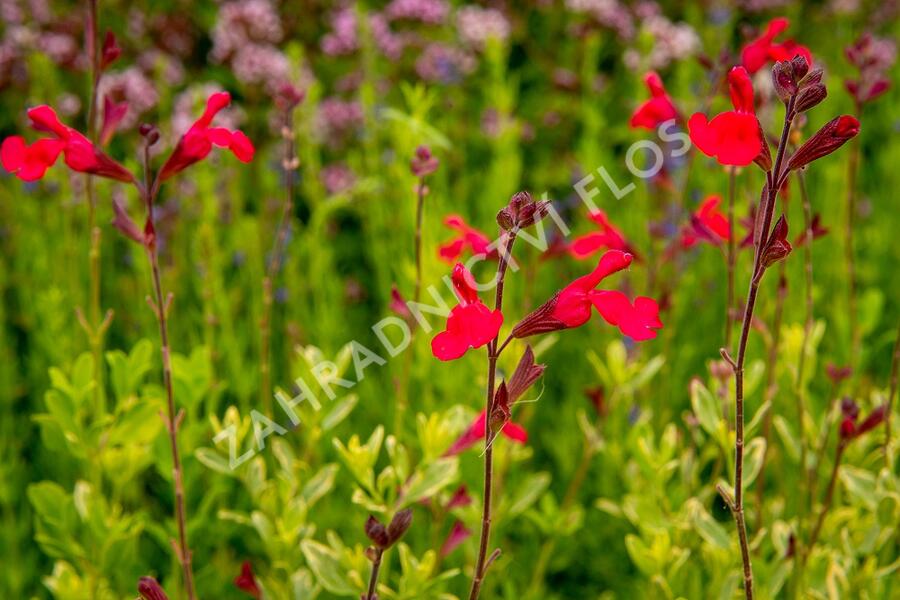 Šalvěj broskvová 'Peach' - Salvia greggii 'Peach'