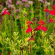 Šalvěj broskvová 'Peach' - Salvia greggii 'Peach'