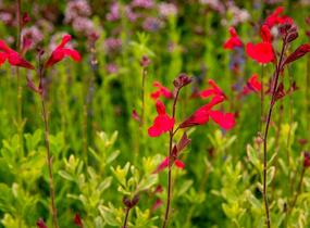 Šalvěj Greggova 'Peach' - Salvia greggii 'Peach'