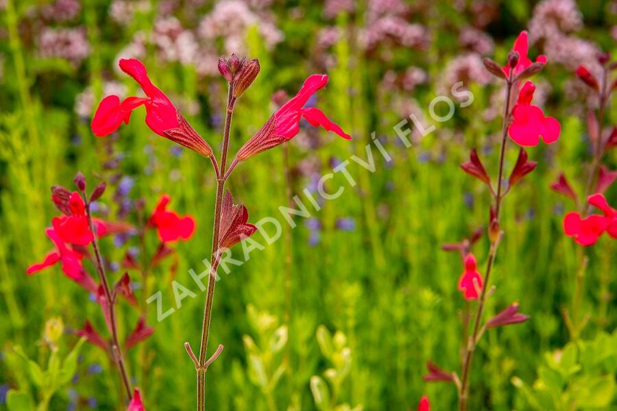 Šalvěj broskvová 'Peach' - Salvia greggii 'Peach'