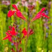 Šalvěj broskvová 'Peach' - Salvia greggii 'Peach'