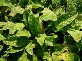 Čistec německý - Stachys germanica