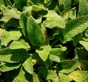 Čistec německý - Stachys germanica