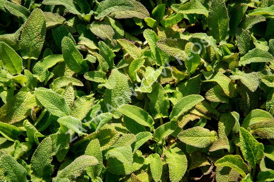 Čistec německý - Stachys germanica