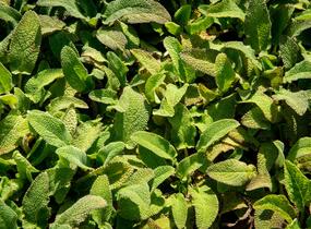 Čistec německý - Stachys germanica