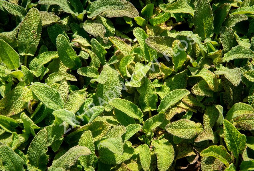 Čistec německý - Stachys germanica