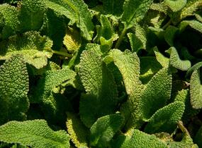 Čistec německý - Stachys germanica