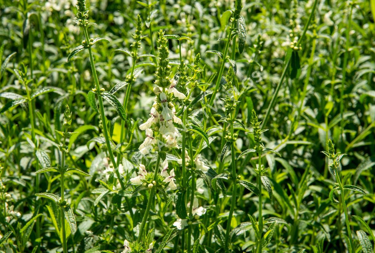 Čistec přímý - Stachys recta