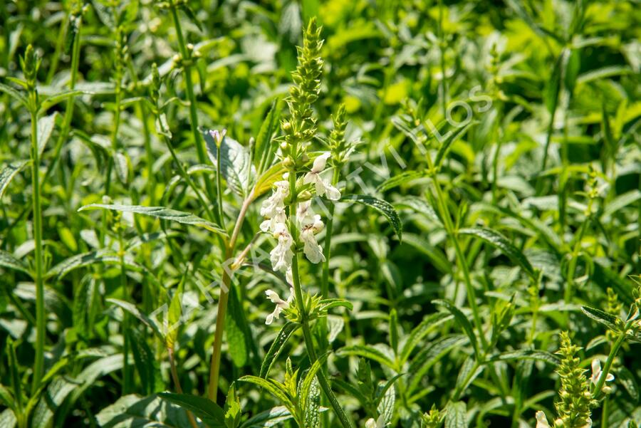 Čistec přímý - Stachys recta
