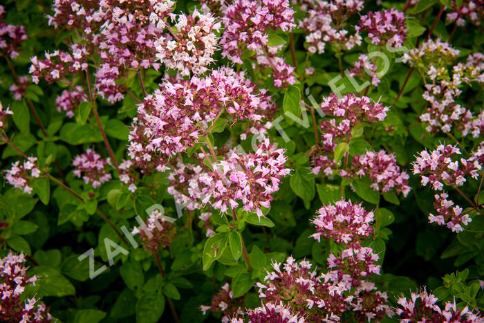 Oregano (Dobromysl) obecné 'Aromata' - Origanum vulgare 'Aromata'