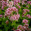 Oregano (Dobromysl) obecné 'Aromata' - Origanum vulgare 'Aromata'