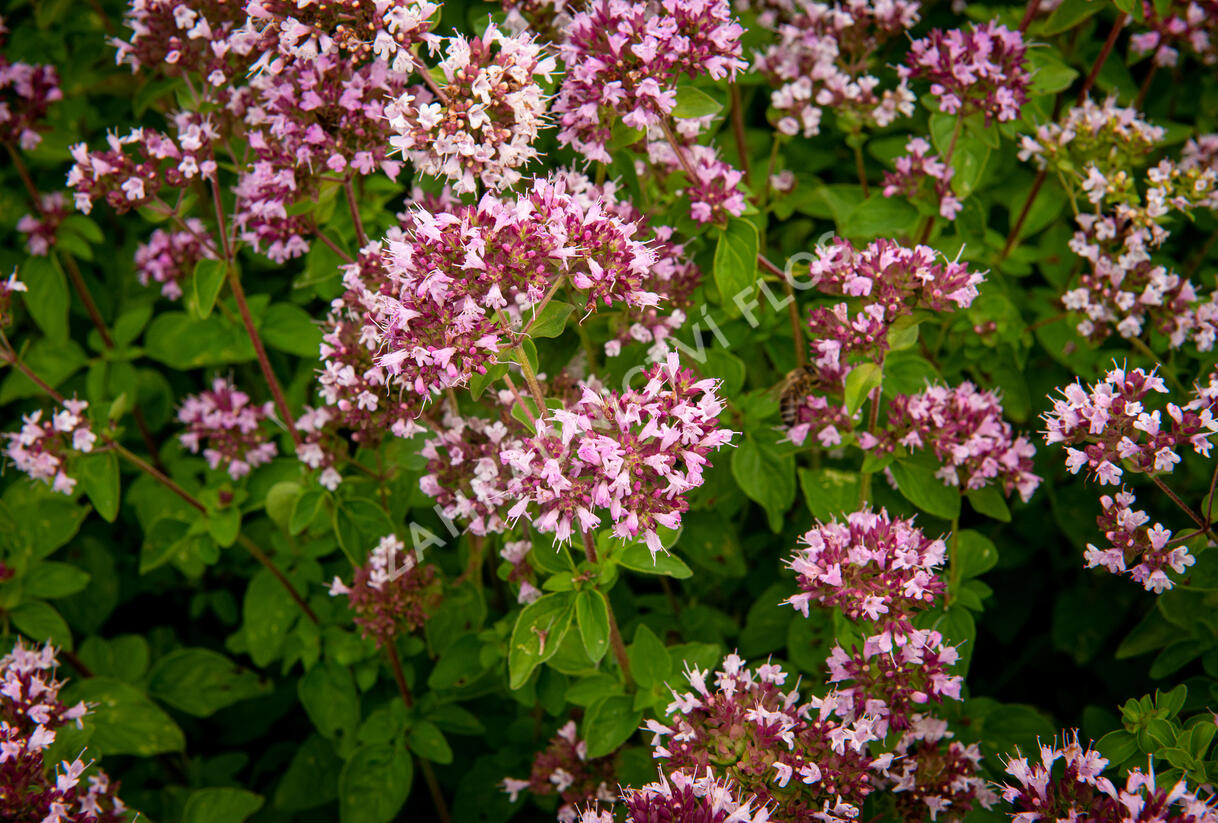 Oregano obecné, dobromysl 'Aromata' - Origanum vulgare 'Aromata'