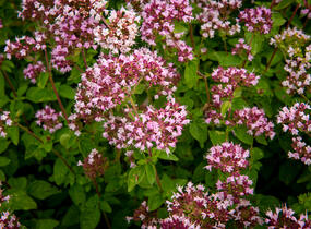 Oregano obecné, dobromysl 'Aromata' - Origanum vulgare 'Aromata'