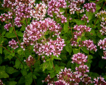 Oregano obecné, dobromysl 'Aromata'