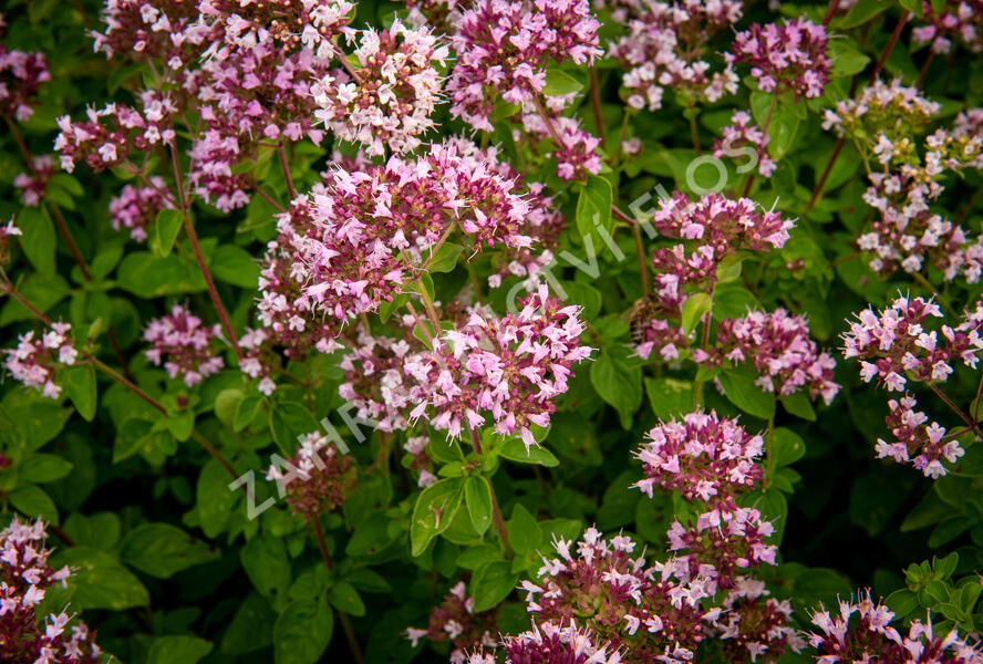 Oregano obecné, dobromysl 'Aromata' - Origanum vulgare 'Aromata'
