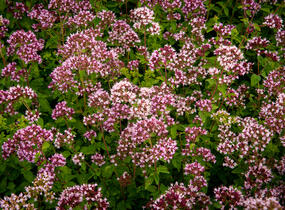 Oregano obecné, dobromysl 'Aromata' - Origanum vulgare 'Aromata'