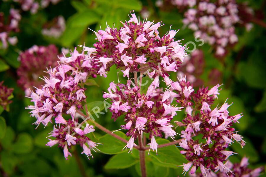 Oregano (Dobromysl) obecné 'Aromata' - Origanum vulgare 'Aromata'
