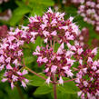 Oregano (Dobromysl) obecné 'Aromata' - Origanum vulgare 'Aromata'