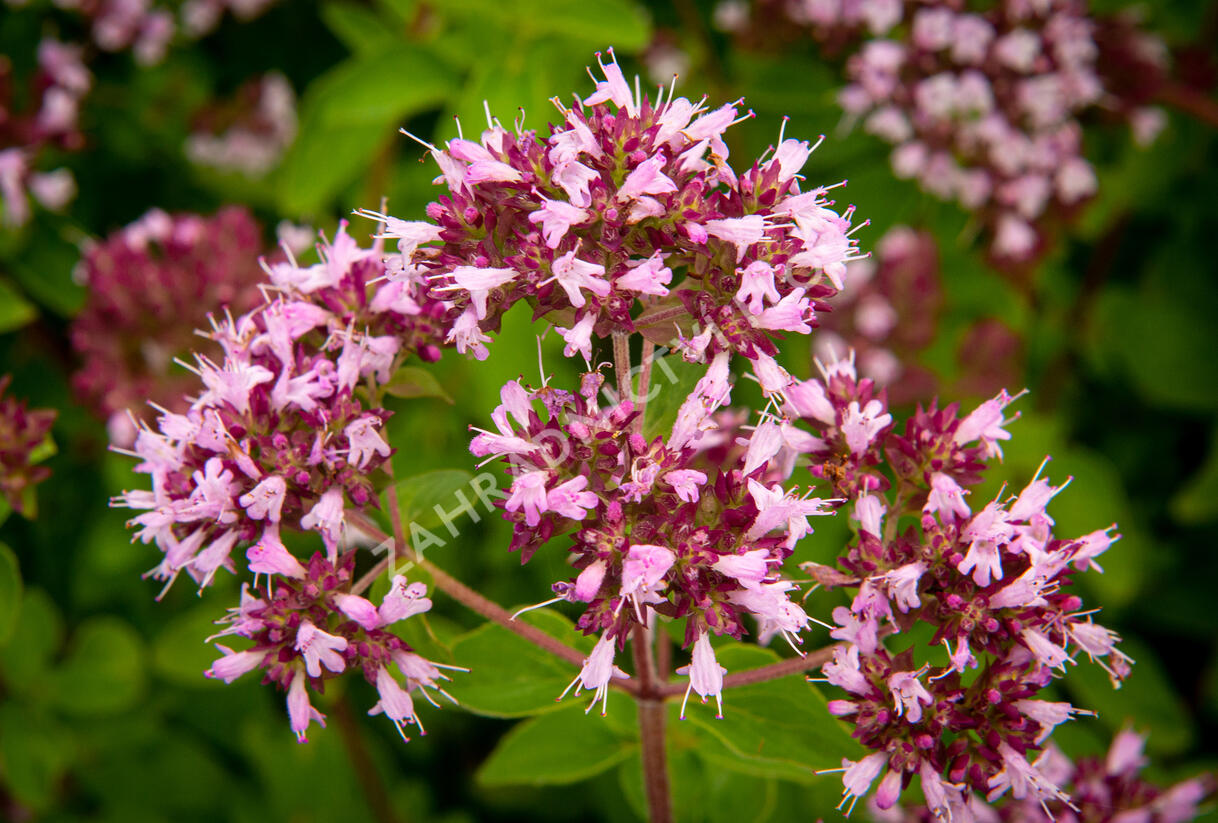 Oregano obecné, dobromysl 'Aromata' - Origanum vulgare 'Aromata'