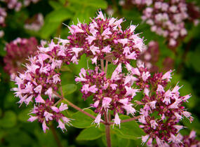 Oregano obecné, dobromysl 'Aromata' - Origanum vulgare 'Aromata'