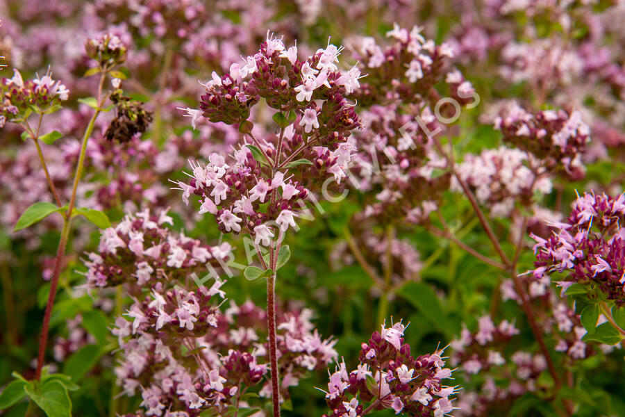 Oregano (Dobromysl) obecné 'Aromata' - Origanum vulgare 'Aromata'