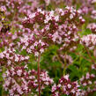 Oregano (Dobromysl) obecné 'Aromata' - Origanum vulgare 'Aromata'