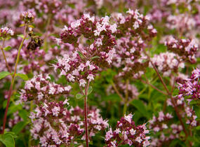 Oregano obecné, dobromysl 'Aromata' - Origanum vulgare 'Aromata'