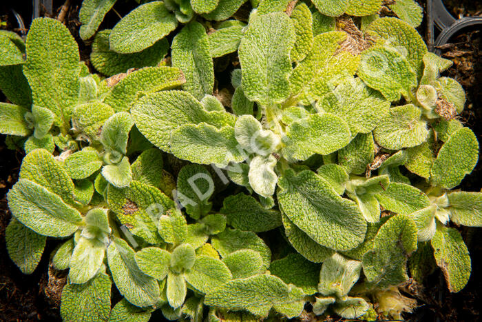 Čistec vlnatý 'Silky Fleece' - Stachys byzantina 'Silky Fleece'