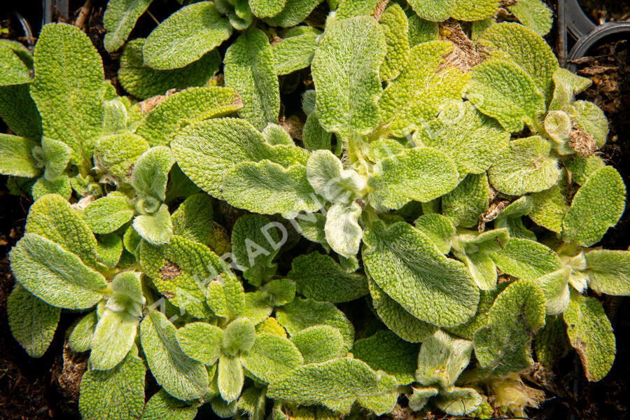 Čistec vlnatý 'Silky Fleece' - Stachys byzantina 'Silky Fleece'