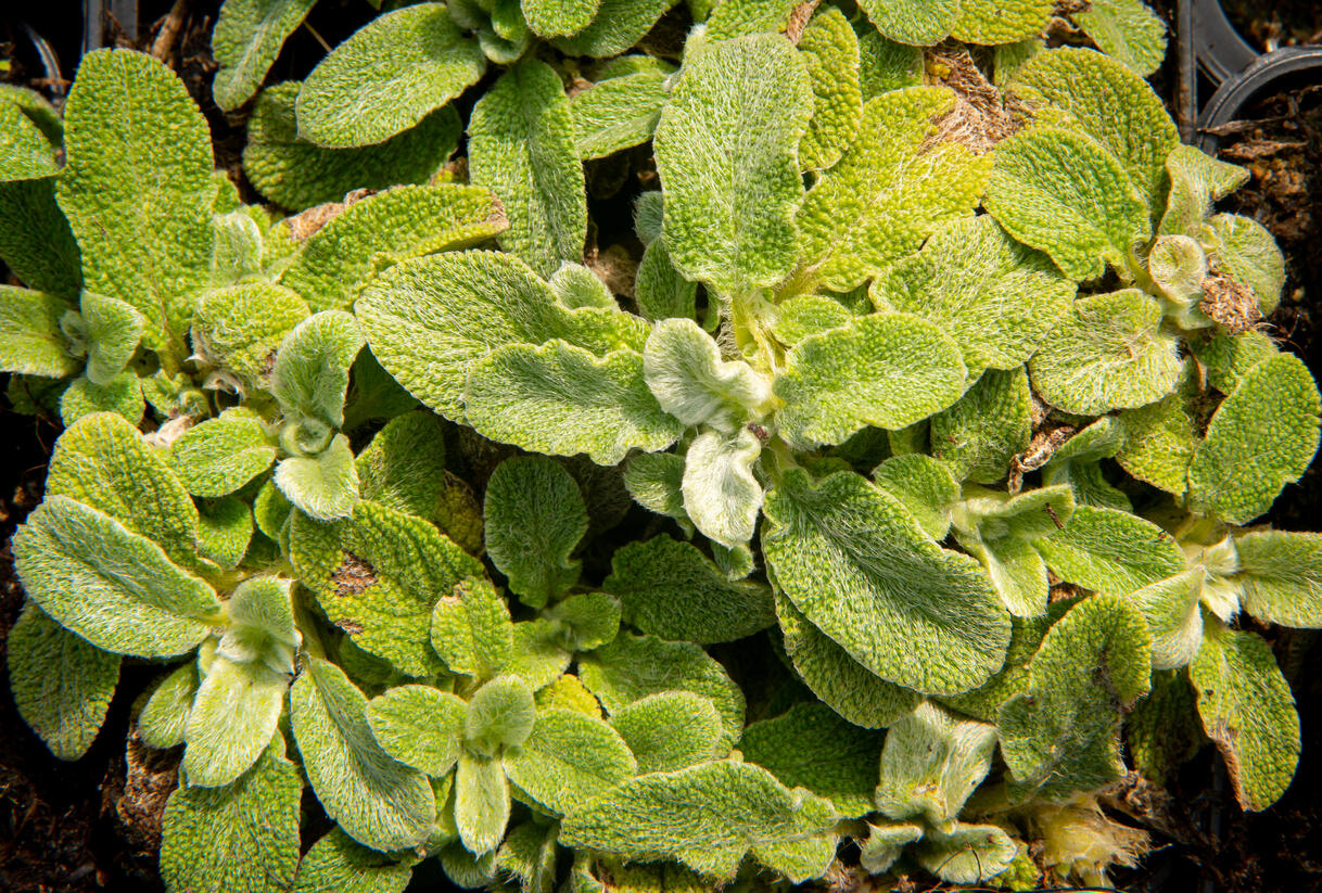 Čistec vlnatý 'Silky Fleece' - Stachys byzantina 'Silky Fleece'