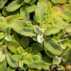 Čistec vlnatý 'Silky Fleece' - Stachys byzantina 'Silky Fleece'