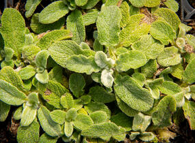 Čistec vlnatý 'Silky Fleece' - Stachys byzantina 'Silky Fleece'