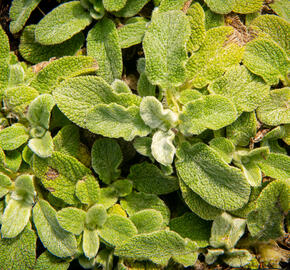 Čistec vlnatý 'Silky Fleece' - Stachys byzantina 'Silky Fleece'
