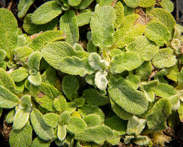 Čistec vlnatý 'Silky Fleece'