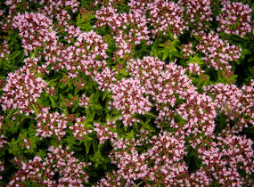 Oregano obecné, dobromysl 'Diabolo' - Origanum vulgare 'Diabolo'