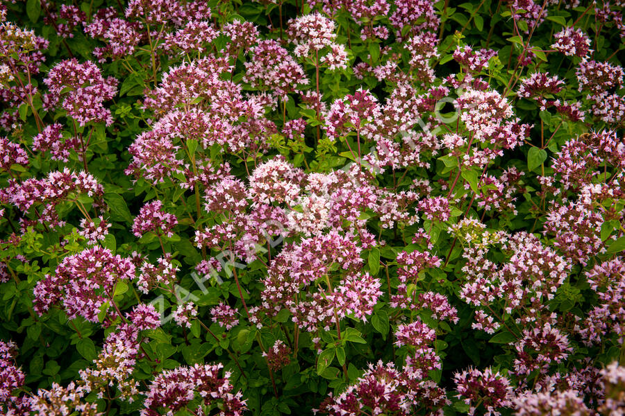 Oregano (Dobromysl) obecné 'Diabolo' - Origanum vulgare 'Diabolo'