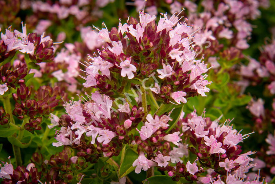 Oregano (Dobromysl) obecné 'Diabolo' - Origanum vulgare 'Diabolo'